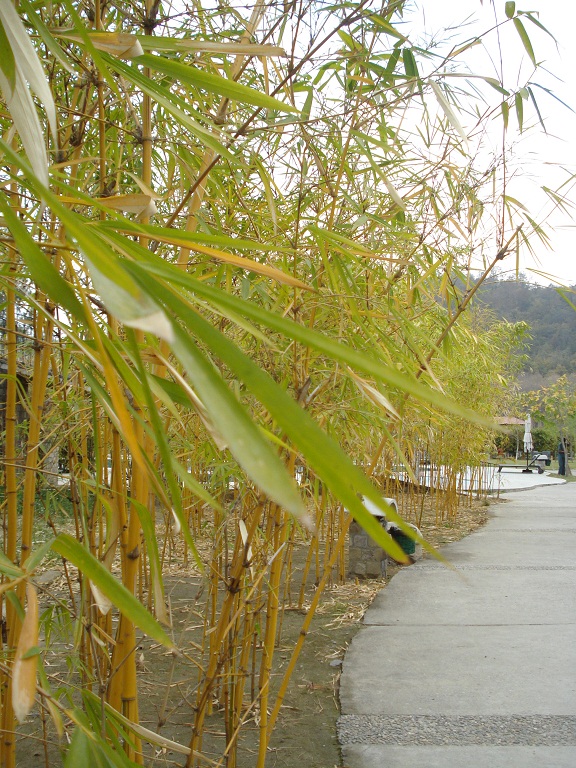 bamboo at Club Mahindra Resort