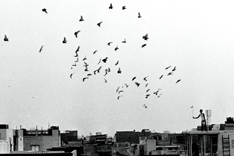 kabutarbazi chandni chowk