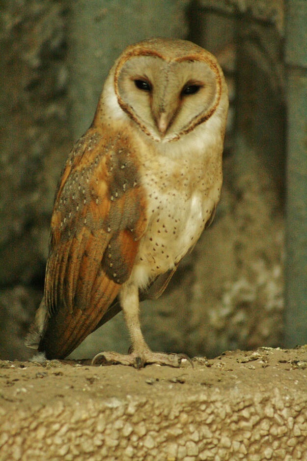 barn owl in gurgaon