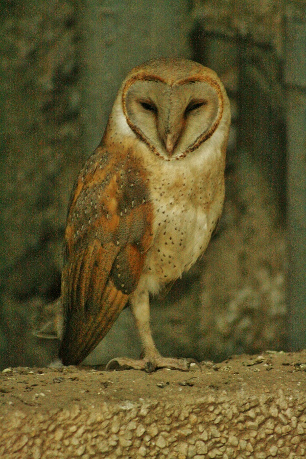 Barn Owl The Young Bigmouth