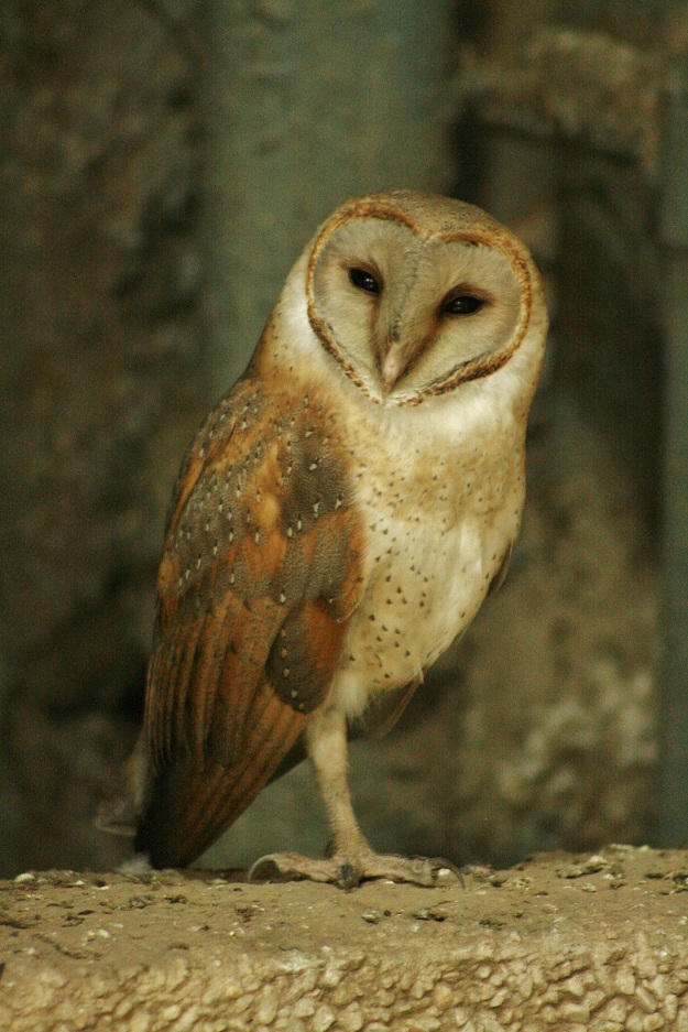 tyto alba