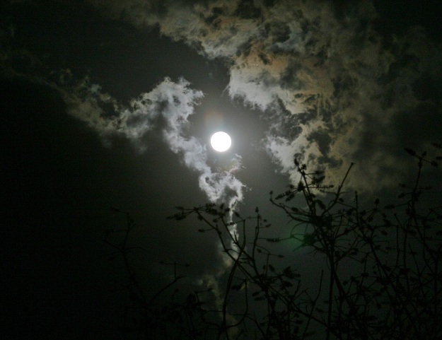 werewolf night