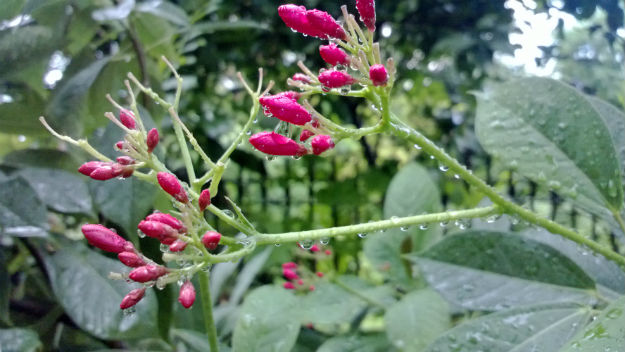 monsoon flowers