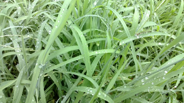 monsoon grass