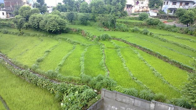 paddy field rishikesh