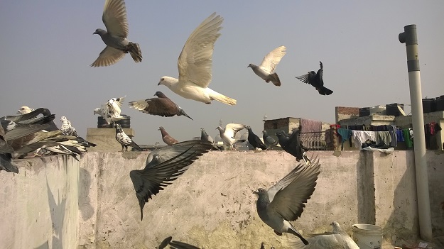 kabootarbazi chandni chowk