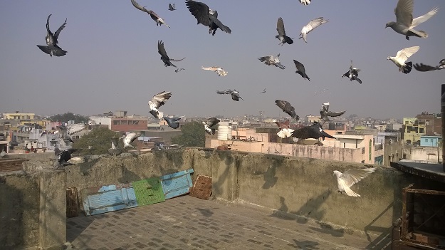 kabootarbazi jama masjid area