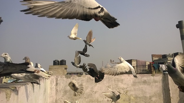 kabootarbazi jama masjid