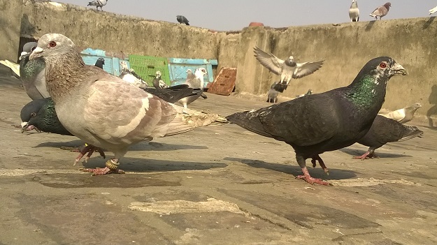 kabootarbazi old delhi