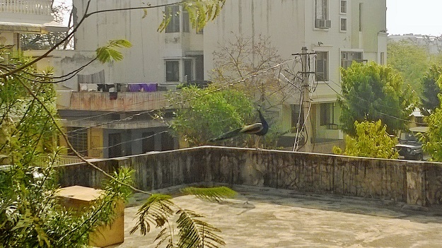 peacock on rooftop jaipur inn