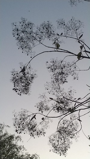 aravali biodiversity park vasant kunj