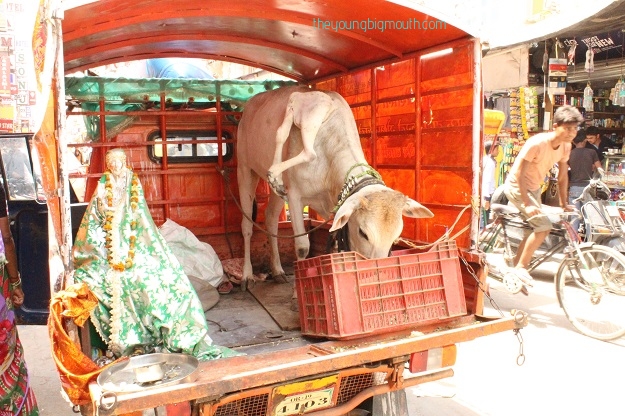 cow paharganj