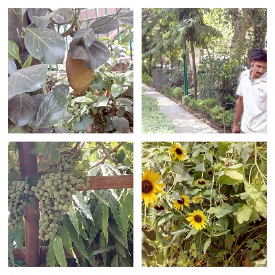 grapes in delhi