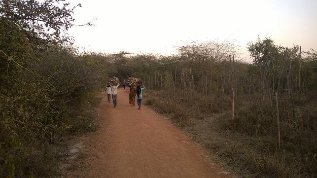 aravali biodiversity park