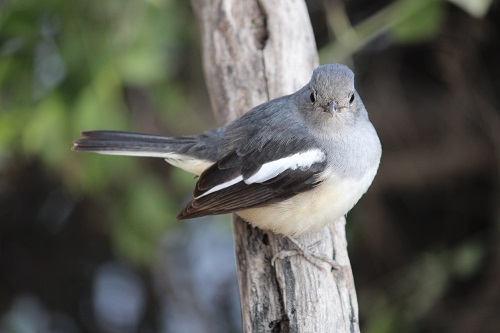 bharatpur bird sanctuary photos