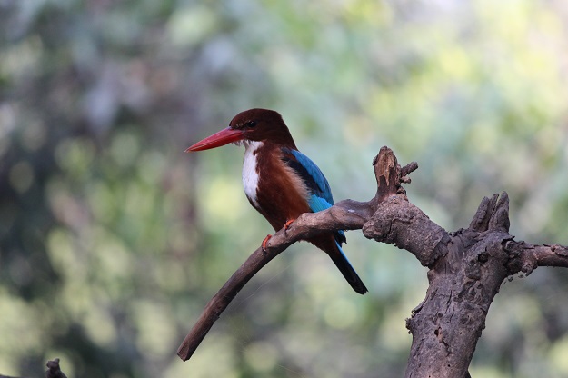 bharatpur bird sanctuary