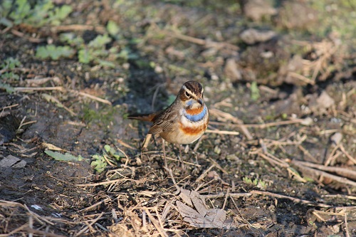 bharatpur birds spotting