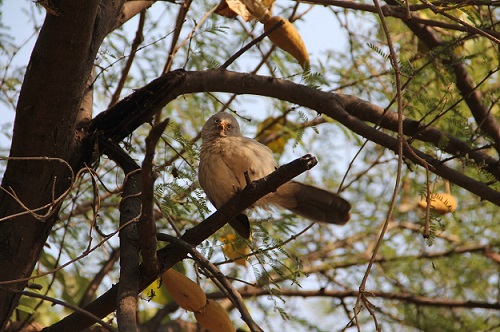 bharatpur birds