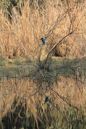 kingfisher at koeladeo bird sanctuary