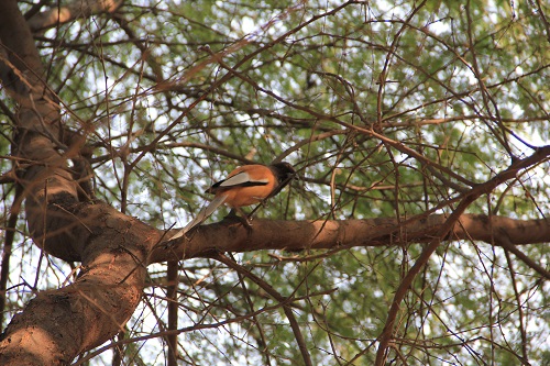 koeladeo ghana park