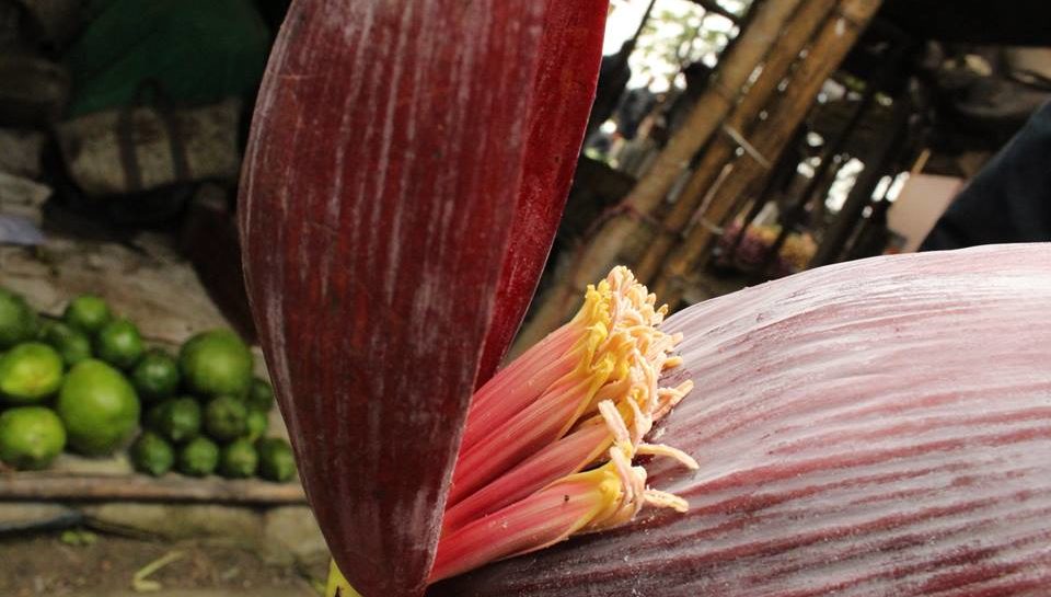 banana flowers