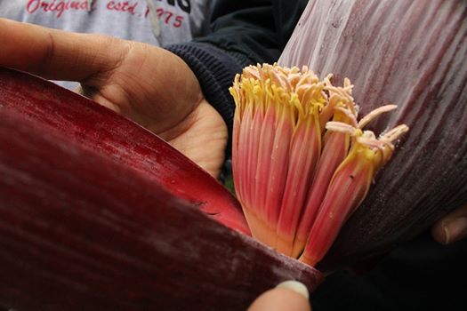 banana flowers guwahati