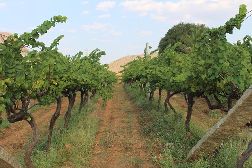 bangalore soma vines