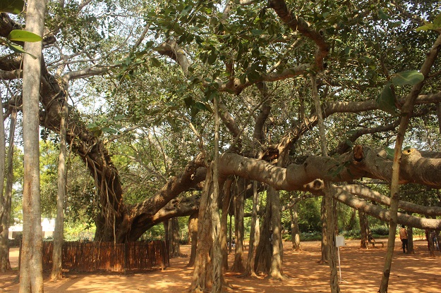 banyan tree and urban planning