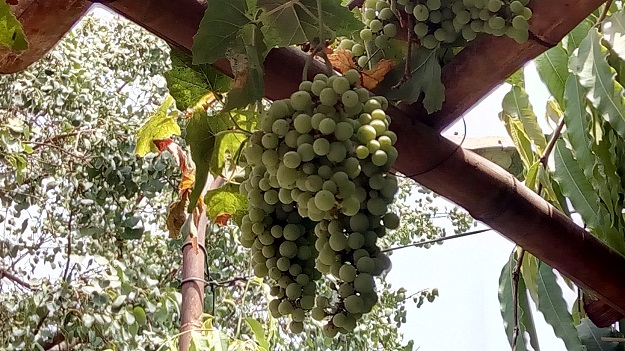 growing grapes in delhi