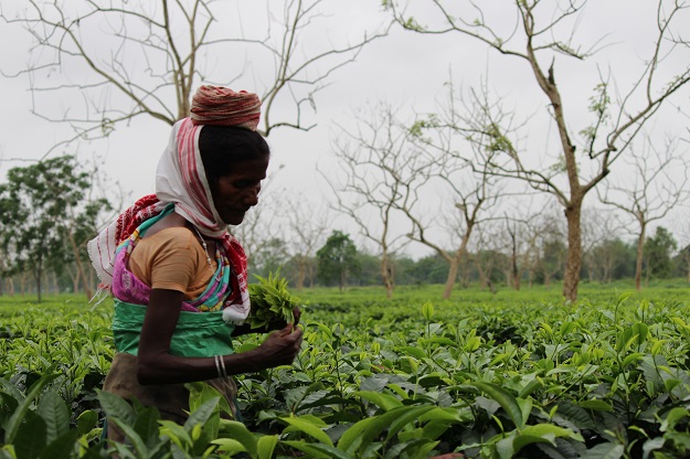 migrant workers in tea estates